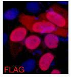 Flag Tag Antibody - Immunofluorescence analysis of 293 cells transfected with a Flag tag protein tissue using Flag-Tag Monoclonal Antibody at dilution of 1:2000.