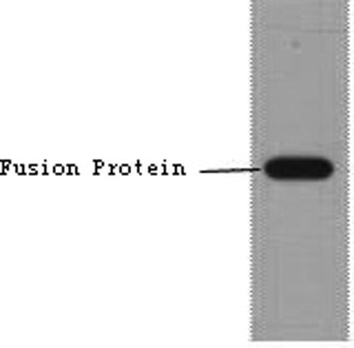 Flag Tag Antibody - Western Blot analysis of 1ug Flag fusion protein using Flag-Tag Monoclonal Antibody at dilution of 1:10000.