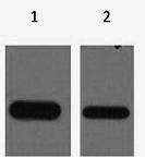 Flag Tag Antibody - Western Blot analysis of Recombinant protein using Flag-Tag Monoclonal Antibody at dilution of 1) 1:5000, 2) 1:10000.