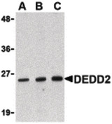 FLAME-3 / DEDD2 Antibody - Western blot of DEDD2 in RAW264.7 cell lysate with DEDD2 antibody at (A) 0.5, (B) 1 and (C) 2 ug/ml.