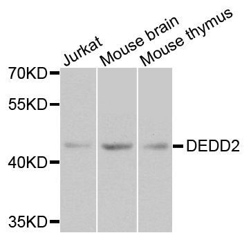 FLAME-3 / DEDD2 Antibody - Western blot analysis of extracts of various cell lines.
