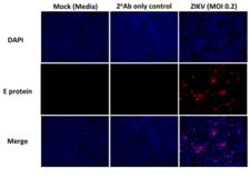 Flavivirus Antibody - Detection of Zika virus by immunofluorescence.