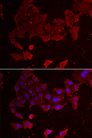 FLCN / Folliculin Antibody - Immunofluorescence analysis of A549 cells.