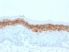 FLG / Filaggrin Antibody - IHC testing of FFPE human skin with Filaggrin antibody (clone FLG/1561). Required HIER: boil tissue sections in 10mM citrate buffer, pH 6, for 10-20 min.