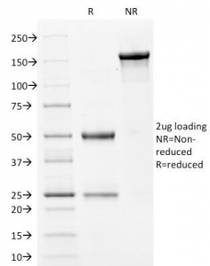 FLG / Filaggrin Antibody - SDS-PAGE Analysis of Purified, BSA-Free Filaggrin Antibody (clone FLG/1561). Confirmation of Integrity and Purity of the Antibody.