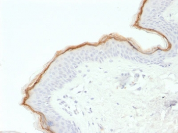 FLG / Filaggrin Antibody - IHC testing of FFPE human skin with Filaggrin antibody (clone FLG/1563). Required HIER: boil tissue sections in 10mM citrate buffer, pH 6, for 10-20 min.