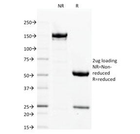 FLG / Filaggrin Antibody - SDS-PAGE analysis of purified, BSA-free Filaggrin antibody (clone FLG/1563) as confirmation of integrity and purity.
