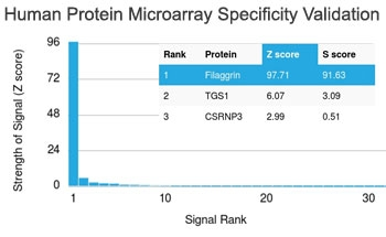 FLG / Filaggrin Antibody - Analysis of HuProt(TM) microarray containing more than 19,000 full-length human proteins using Filaggrin antibody (clone FLG/1563). These results demonstrate the foremost specificity of the FLG/1563 mAb. Z- and S- score: The Z-score represents the strength of a signal that an antibody (in combination with a fluorescently-tagged anti-IgG secondary Ab) produces when binding to a particular protein on the HuProt(TM) array. Z-scores are described in units of standard deviations (SD's) above the mean value of all signals generated on that array. If the targets on the HuProt(TM) are arranged in descending order of the Z-score, the S-score is the difference (also in units of SD's) between the Z-scores. The S-score therefore represents the relative target specificity of an Ab to its intended target.