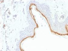 FLG / Filaggrin Antibody - IHC testing of FFPE human skin with Filaggrin antibody (clone FLG/1945). Required HIER: boil tissue sections in 10mM citrate buffer, pH 6, for 10-20 min.
