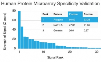 FLG / Filaggrin Antibody - Analysis of HuProt(TM) microarray containing more than 19,000 full-length human proteins using Filaggrin antibody (clone FLG/1945). These results demonstrate the foremost specificity of the FLG/1945 mAb. Z- and S- score: The Z-score represents the strength of a signal that an antibody (in combination with a fluorescently-tagged anti-IgG secondary Ab) produces when binding to a particular protein on the HuProt(TM) array. Z-scores are described in units of standard deviations (SD's) above the mean value of all signals generated on that array. If the targets on the HuProt(TM) are arranged in descending order of the Z-score, the S-score is the difference (also in units of SD's) between the Z-scores. The S-score therefore represents the relative target specificity of an Ab to its intended target.
