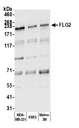 FLG2 Antibody - Detection of human FLG2 by western blot. Samples: Whole cell lysate (15 µg) from MDA-MB-231, KM12, and Malme-3M cells prepared using NETN lysis buffer. Antibody: Affinity purified Rabbit anti-FLG2 antibody used for WB at 1:1000. Detection: Chemiluminescence with an exposure time of 10 seconds.