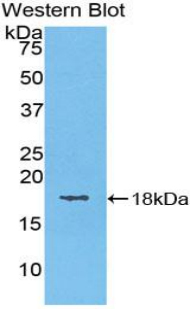 FLG2 Antibody - Western blot of recombinant FLG2.