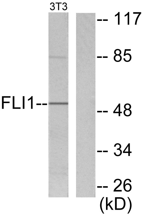 FLI1 Antibody - Western blot analysis of lysates from NIH/3T3 cells, using FLI1 Antibody. The lane on the right is blocked with the synthesized peptide.