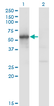 FLI1 Antibody - Western Blot analysis of FLI1 expression in transfected 293T cell line by FLI1 monoclonal antibody (M01), clone 1G8.Lane 1: FLI1 transfected lysate(51 KDa).Lane 2: Non-transfected lysate.