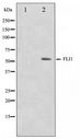 FLI1 Antibody - Western blot of NIH-3T3 cell lysate using FLI1 Antibody