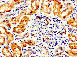 FLI1 Antibody - Immunohistochemistry image of paraffin-embedded human kidney tissue at a dilution of 1:100
