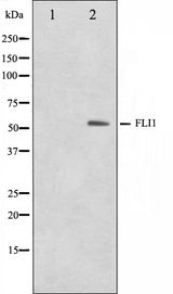 FLI1 Antibody - Western blot analysis on NIH-3T3 cell lysates using FLI1 antibody. The lane on the left is treated with the antigen-specific peptide.