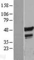 FLI1 Protein - Western validation with an anti-DDK antibody * L: Control HEK293 lysate R: Over-expression lysate