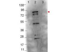 fliC / Flagellin Antibody - Western blot showing detection of 0.1 µg of recombinant Flagellin protein. Lane 1: Molecular weight markers. Lane 2: MBP-Flagellin fusion protein (arrowhead at expected MW: 76.3 kDa). Lane 3: MBP alone. Protein was run on a 4-20% gel, then transferred to 0.45 µm nitrocellulose. After blocking with 1% BSA-TTBS overnight at 4°C, primary antibody was used at 1:1000 at room temperature for 30 min. HRP-conjugated Goat-Anti-Rabbit secondary antibody was used at 1:40,000 in MB-070 blocking buffer and imaged on the VersaDoc MP 4000 imaging system (Bio-Rad).