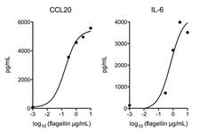 fliC / Flagellin Protein - Flagellin (AG-40B-0025) activates TLR5 in vivo. Method: Mice WT are injected i.v. with indicated doses of Flagellin (Prod. No. AG-40B-0025). After 2 hours, levels of CCL20 and IL-6 in the serum were measured by ELISA. As a control, mice TLR5 -/- have been injected i.v. with 10ug of Flagellin (Prod. No. AG-40B-0025), but no expression of CCL20 and IL-6 could be observed (not shown).