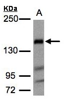 FLII / FLI Antibody - Sample (30 ug whole cell lysate). A: Raji . 5% SDS PAGE. FLII / FLI antibody diluted at 1:1000