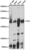 FLII / FLI Antibody - Western blot analysis of extracts of various cell lines, using FLII antibody at 1:1000 dilution. The secondary antibody used was an HRP Goat Anti-Rabbit IgG (H+L) at 1:10000 dilution. Lysates were loaded 25ug per lane and 3% nonfat dry milk in TBST was used for blocking. An ECL Kit was used for detection and the exposure time was 5S.