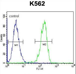 FLJ12529 / CPSF7 Antibody - CPSF7 Antibody flow cytometry of K562 cells (right histogram) compared to a negative control cell (left histogram). FITC-conjugated goat-anti-rabbit secondary antibodies were used for the analysis.