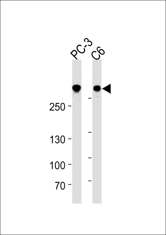 FLNA / Filamin A Antibody - FLNA Antibody western blot of PC-3 rat C6 cell line lysates (35 ug/lane). The FLNA antibody detected the FLNA protein (arrow).