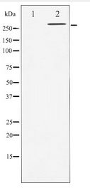 FLNA / Filamin A Antibody - Western blot of Filamin A expression in EGF treated 293 whole cell lysates,The lane on the left is treated with the antigen-specific peptide.