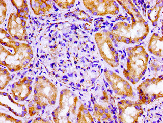 FLNA / Filamin A Antibody - Immunohistochemistry image of paraffin-embedded human kidney tissue at a dilution of 1:100