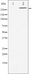 FLNA / Filamin A Antibody - Western blot analysis of Filamin A expression in EGF treated 293 whole cells lysates. The lane on the left is treated with the antigen-specific peptide.