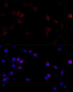 FLNA / Filamin A Antibody - Immunofluorescence analysis of PC12 cells using FLNA Polyclonal Antibody at dilution of 1:100 (40x lens).Blue: DAPI for nuclear staining.