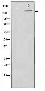 FLNA / Filamin A Antibody - Western blot of Filamin A phosphorylation expression in EGF treated 293 whole cell lysates,The lane on the left is treated with the antigen-specific peptide.