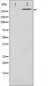 FLNA / Filamin A Antibody - Western blot analysis of Filamin A phosphorylation expression in EGF treated 293 whole cells lysates. The lane on the left is treated with the antigen-specific peptide.