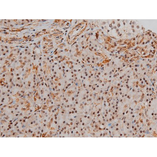 FLNA / Filamin A Antibody - 1:200 staining human kidney tissue by IHC-P. The tissue was formaldehyde fixed and a heat mediated antigen retrieval step in citrate buffer was performed. The tissue was then blocked and incubated with the antibody for 1.5 hours at 22°C. An HRP conjugated goat anti-rabbit antibody was used as the secondary.