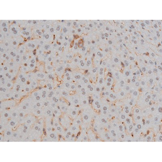 FLNA / Filamin A Antibody - 1:200 staining mouse liver tissue by IHC-P. The tissue was formaldehyde fixed and a heat mediated antigen retrieval step in citrate buffer was performed. The tissue was then blocked and incubated with the antibody for 1.5 hours at 22°C. An HRP conjugated goat anti-rabbit antibody was used as the secondary.