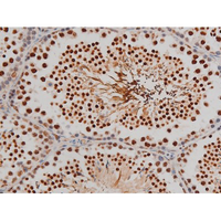 FLNA / Filamin A Antibody - 1:200 staining mouse testis tissue by IHC-P. The tissue was formaldehyde fixed and a heat mediated antigen retrieval step in citrate buffer was performed. The tissue was then blocked and incubated with the antibody for 1.5 hours at 22°C. An HRP conjugated goat anti-rabbit antibody was used as the secondary.