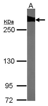 FLNB / TAP Antibody - Sample (30 ug of whole cell lysate). A: NIH-3T3 5% SDS PAGE. FLNB antibody diluted at 1:1000.