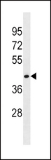 FLOT1 / Flotillin 1 Antibody - FLOT1 Antibody western blot of HepG2 cell line lysates (35 ug/lane). The FLOT1 antibody detected the FLOT1 protein (arrow).
