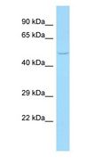FLOT1 / Flotillin 1 Antibody - FLOT1 / Flotillin 1 antibody Western Blot of HeLa.  This image was taken for the unconjugated form of this product. Other forms have not been tested.