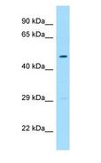 FLOT1 / Flotillin 1 Antibody - FLOT1 / Flotillin 1 antibody Western Blot of Fetal Heart.  This image was taken for the unconjugated form of this product. Other forms have not been tested.