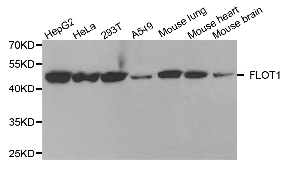 FLOT1 / Flotillin 1 Antibody - Western blot analysis of extracts of various cell lines.