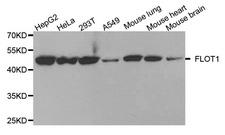 FLOT1 / Flotillin 1 Antibody - Western blot analysis of extracts of various cell lines.