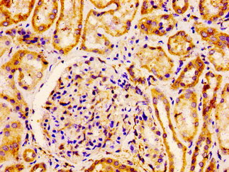 FLOT1 / Flotillin 1 Antibody - Immunohistochemistry image at a dilution of 1:100 and staining in paraffin-embedded human kidney tissue performed on a Leica BondTM system. After dewaxing and hydration, antigen retrieval was mediated by high pressure in a citrate buffer (pH 6.0) . Section was blocked with 10% normal goat serum 30min at RT. Then primary antibody (1% BSA) was incubated at 4 °C overnight. The primary is detected by a biotinylated secondary antibody and visualized using an HRP conjugated ABC system.