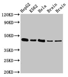 FLOT1 / Flotillin 1 Antibody - Positive Western Blot detected in HepG2 whole cell lysate, K562 whole cell lysate, Hela whole cell lysate, Rat brain tissue, Mouse brain tissue. All lanes: FLOT1 antibody at 3 µg/ml Secondary Goat polyclonal to rabbit IgG at 1/50000 dilution. Predicted band size: 48, 43 KDa. Observed band size: 48 KDa