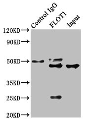 FLOT1 / Flotillin 1 Antibody - Immunoprecipitating FLOT1 in Hela whole cell lysate Lane 1: Rabbit control IgG instead of FLOT1 Antibody in Hela whole cell lysate.For western blotting, a HRP-conjugated Protein G antibody was used as the secondary antibody (1/2000) Lane 2: FLOT1 Antibody (8µg) + Hela whole cell lysate (500µg) Lane 3: Hela whole cell lysate (10µg)