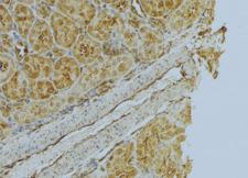 FLOT1 / Flotillin 1 Antibody - 1:100 staining mouse kidney tissue by IHC-P. The sample was formaldehyde fixed and a heat mediated antigen retrieval step in citrate buffer was performed. The sample was then blocked and incubated with the antibody for 1.5 hours at 22°C. An HRP conjugated goat anti-rabbit antibody was used as the secondary.
