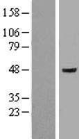 FLOT1 / Flotillin 1 Protein - Western validation with an anti-DDK antibody * L: Control HEK293 lysate R: Over-expression lysate