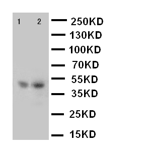 FLOT2 / Flotillin 2 Antibody - WB of FLOT2 / Flotillin 2 antibody. Lane 1: Rat Lung Tissue Lysate. Lane 2: 293T Cell Lysate..