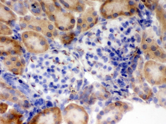 FLOT2 / Flotillin 2 Antibody - IHC analysis of Flotillin 2 using anti-Flotillin 2 antibody. Flotillin 2 was detected in frozen section of mouse kidney tissue . Heat mediated antigen retrieval was performed in citrate buffer (pH6, epitope retrieval solution) for 20 mins. The tissue section was blocked with 10% goat serum. The tissue section was then incubated with 1µg/ml rabbit anti-Flotillin 2 Antibody overnight at 4°C. Biotinylated goat anti-rabbit IgG was used as secondary antibody and incubated for 30 minutes at 37°C. The tissue section was developed using Strepavidin-Biotin-Complex (SABC) with DAB as the chromogen.